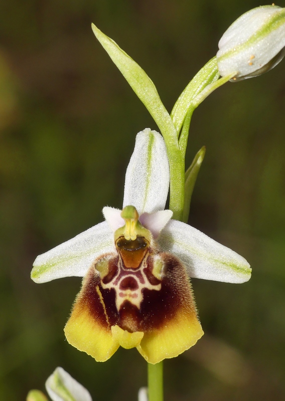 Ophrys lacaitae tra introgressioni e forme ibride  Molise 2023.